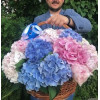 Basket with hydrangea Happiness